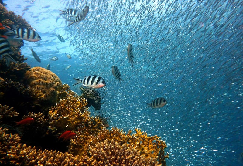 Deep-Sea Exploration